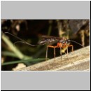 Dolichomitus sp - Schlupfwespe 06 32mm - OS-Hasbergen-Holzlagerplatz.jpg